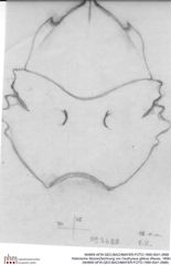 Historische Skizze/Zeichnung von Oxythyreus gibbus (Reuss, 1858) (NHMW-AFW-GEO-BACHMAYER-FOTO-1990-0041-2688)